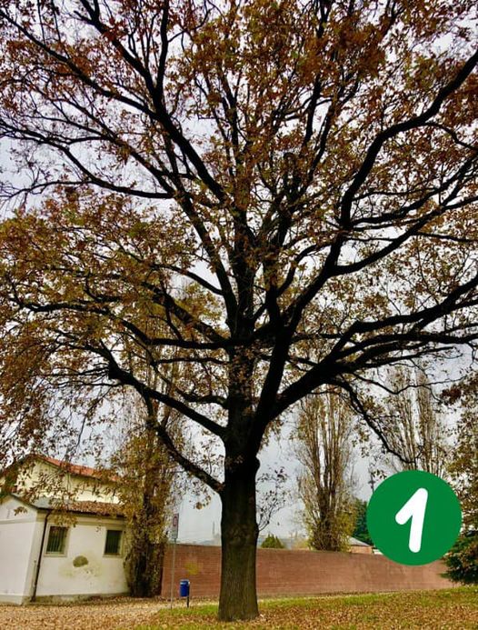La quercia di via Roma: 70 anni, 25 metri di altezza e 1 metro di diametro