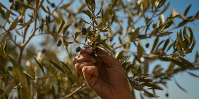Olivi Cisgiordania