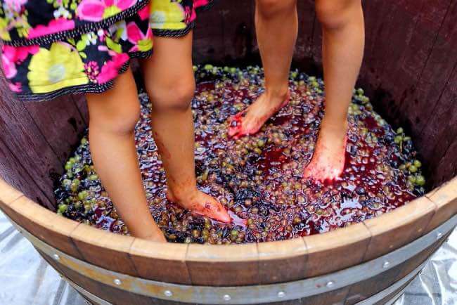 Vendemmia bambini - la pigiatura